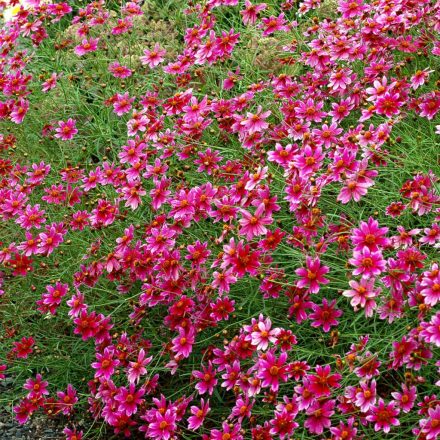 Coreopsis 'ShowStopper'-Menyecskeszem