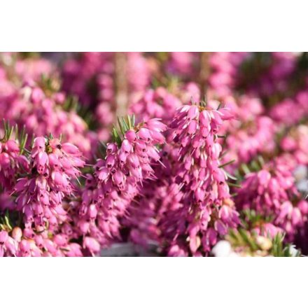 Erica carnea 'Myretoun Ruby'-Erika
