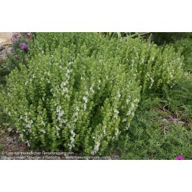 Teucrium chamaedrys 'Album'-Sarlós gamandor