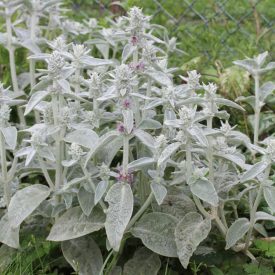 Stachys byzantina -Nyuszifül