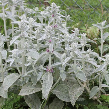 Stachys byzantina -Nyuszifül