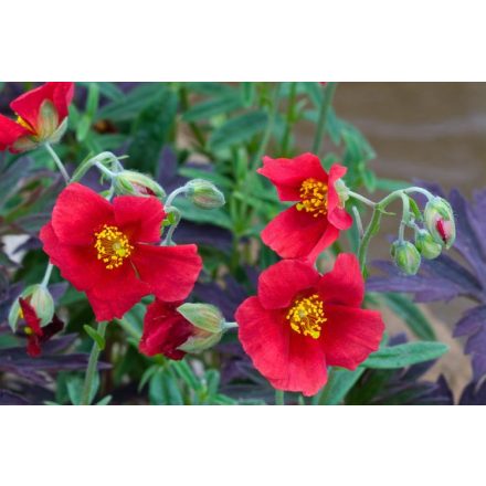 Helianthemum 'Red dragon'-Napvirág