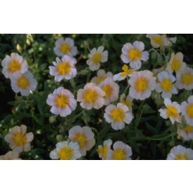   Helianthemum hybridum 'Salmon queen'-Közönséges napvirág