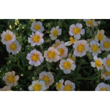 Helianthemum hybridum 'Salmon queen'-Közönséges napvirág