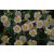 Helianthemum hybridum 'Salmon queen'-Közönséges napvirág