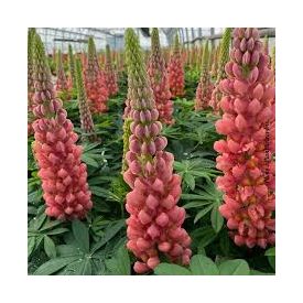 Lupinus polyphyllus 'west terracotta'-Csillagfürt