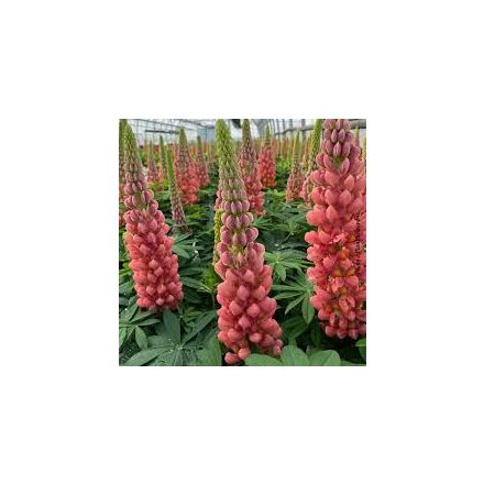 Lupinus polyphyllus 'west terracotta'-Csillagfürt