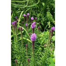 Liatris spicata-Füzéres díszcsorba