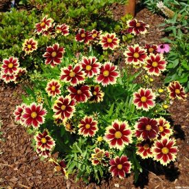 Coreopsis 'Solar Fancy'-Nagyvirágú Menyecskeszem