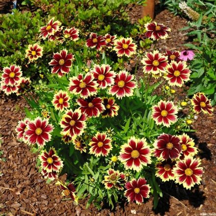 Coreopsis 'Solar Fancy'-Nagyvirágú Menyecskeszem