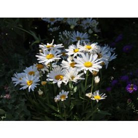 Leucanthemum 'snow cap'-Margaréta