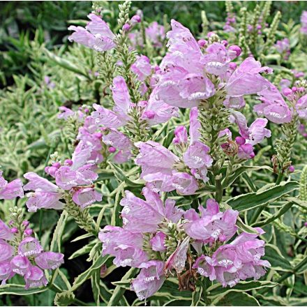 Physostegia virg. 'variegata'-Tarka virginiai füzérajak