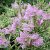 Physostegia virg. 'variegata'-Tarka virginiai füzérajak