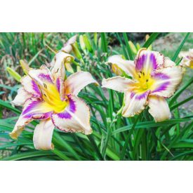 Hemerocallis 'Destined to see'-Sásliliom