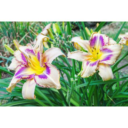Hemerocallis 'Destined to see'-Sásliliom