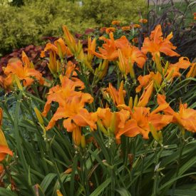 Hemerocallis 'Primal scream'-Sásliliom