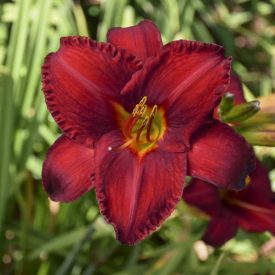 Hemerocallis 'Chicago Cardinal'-Sásliliom