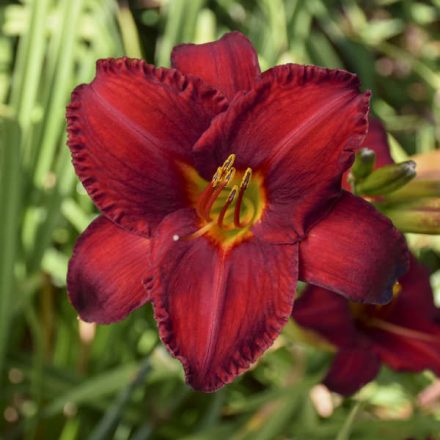 Hemerocallis 'Chicago Cardinal'-Sásliliom