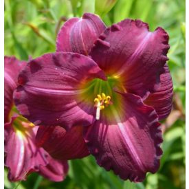Hemerocallis 'Siloam royal prince'-Sásliliom
