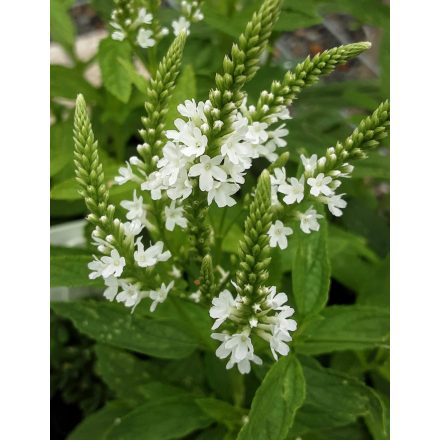 Verbena Hastata 'alba'-Lándzsalevelű verbéna