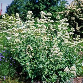 Centranthus ruber 'Albus'-Sarkantyúvirág