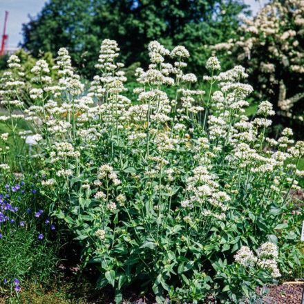 Centranthus ruber 'Albus'-Sarkantyúvirág