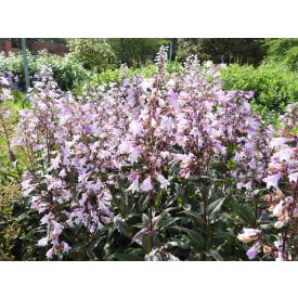 Penstemon digitalis 'Pocahontas'-Bugatölcsér