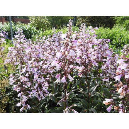 Penstemon digitalis 'Pocahontas'-Bugatölcsér