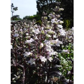   Penstemon digitalis 'Onyx and Pearls'-Bugatölcsér