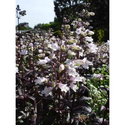Penstemon digitalis 'Onyx and Pearls'-Bugatölcsér