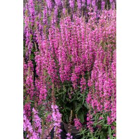 Lythrum Luminara 'Hot Pink'-Réti füzény
