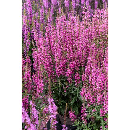 Lythrum Luminara 'Hot Pink'-Réti füzény