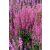 Lythrum Luminara 'Hot Pink'-Réti füzény