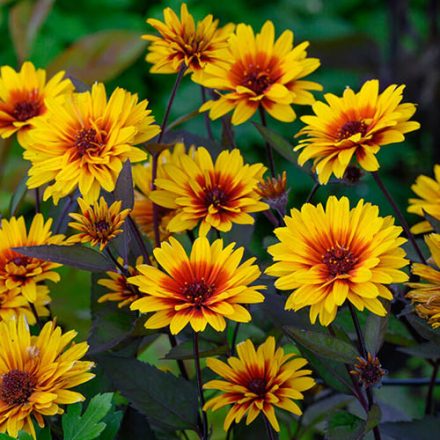 Heliopsis hel. 'Funky spinner'-Érdes napszemvirág