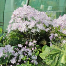 Thalictrum aqui. 'The Cloud'-Erdei borkóró