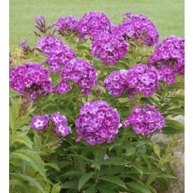 Phlox paniculata 'Laura'-Lángvirág