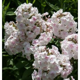 Phlox paniculata 'Monica Lynden Bell'-Lángvirág