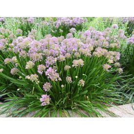 Allium 'Millenium'-Díszhagyma