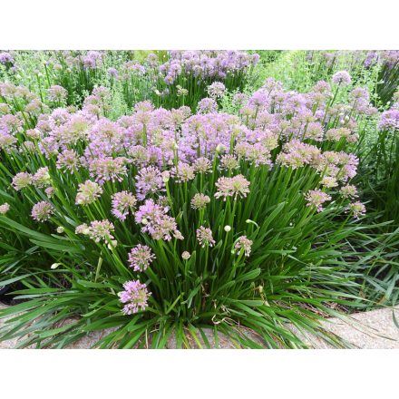 Allium 'Millenium'-Díszhagyma