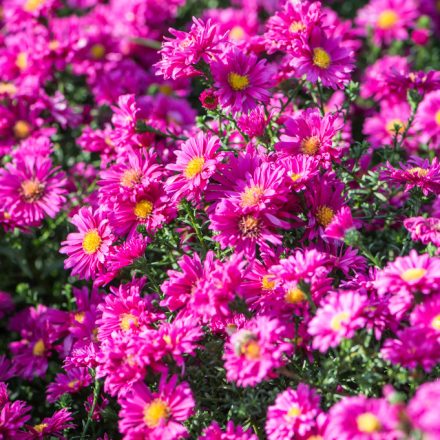 Aster Novi-belgii 'henry i pink'-Havasi Őszirózsa