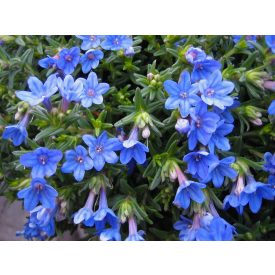 Lithodora diffusa 'Tidepool Blue'-Kőmagcserje