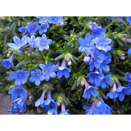 Lithodora diffusa 'Tidepool Blue'-Kőmagcserje