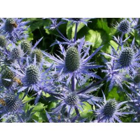 Eryngium planum 'Magical blue lagoon'-Iringó
