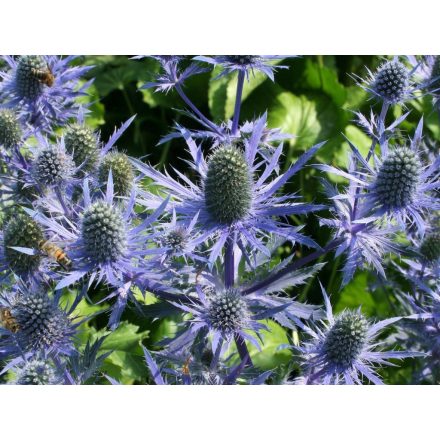 Eryngium planum 'Magical blue lagoon'-Iringó