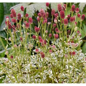 Sanguisorba minor 'little angel'-Kis vérfű