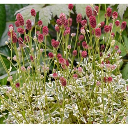 Sanguisorba minor 'little angel'-Kis vérfű