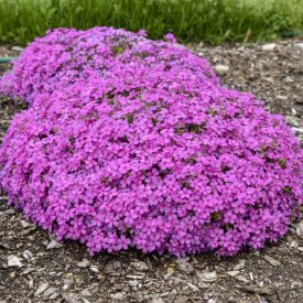 Phlox subulata 'Ruby riot'-Árlevelű lángvirág