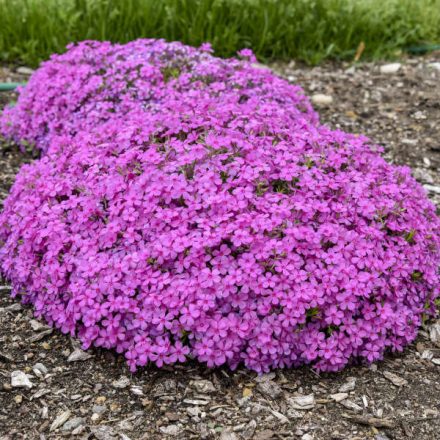 Phlox subulata 'Ruby riot'-Árlevelű lángvirág