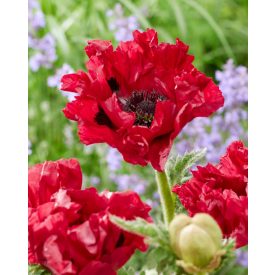 Papaver 'Red rumble'-Pipacs