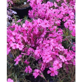   Phlox subulata Goldiphlox 'cherry'-Árlevelű lángvirág